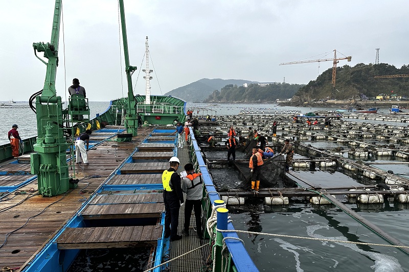 大连15.5万尾黄条鰤鱼“游”出国门